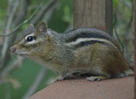 Eastern Chipmunk